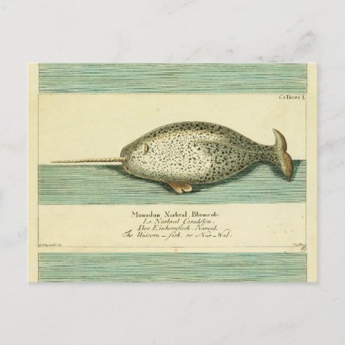 Narwhal Antique Whale Watercolor Painting Postcard