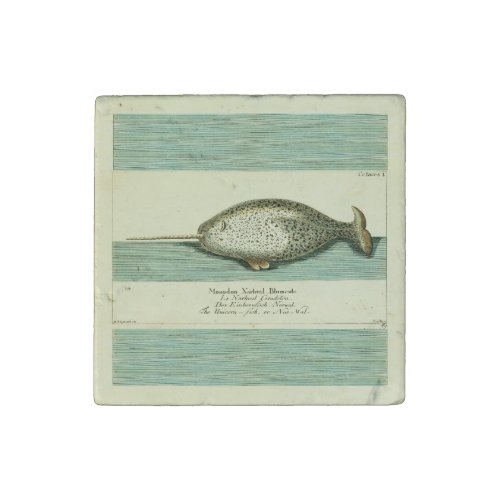 Narwhal Antique Whale Watercolor Painting Stone Magnet