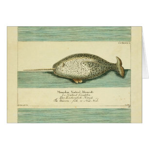 Narwhal Antique Whale Watercolor Scientific Art