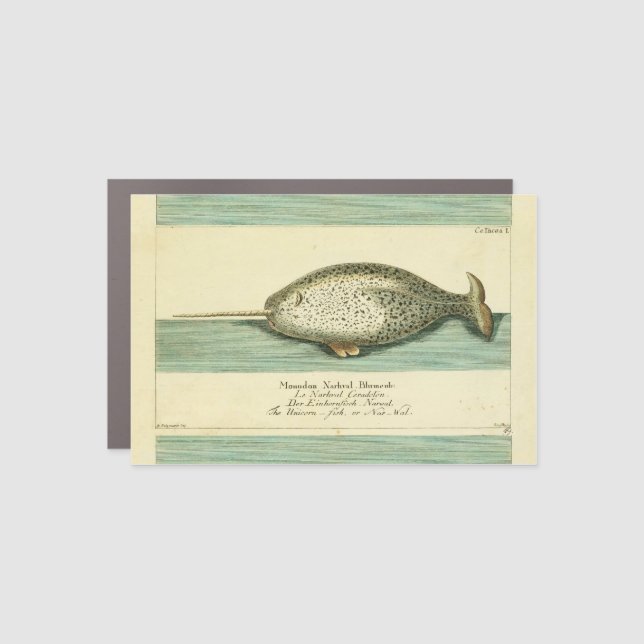 Narwhal Antique Whale Watercolor Scientific Art Car Magnet (Front)