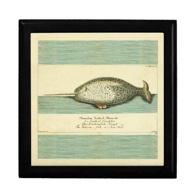 Narwhal Antique Whale Watercolor Scientific Art Gift Box (Front)