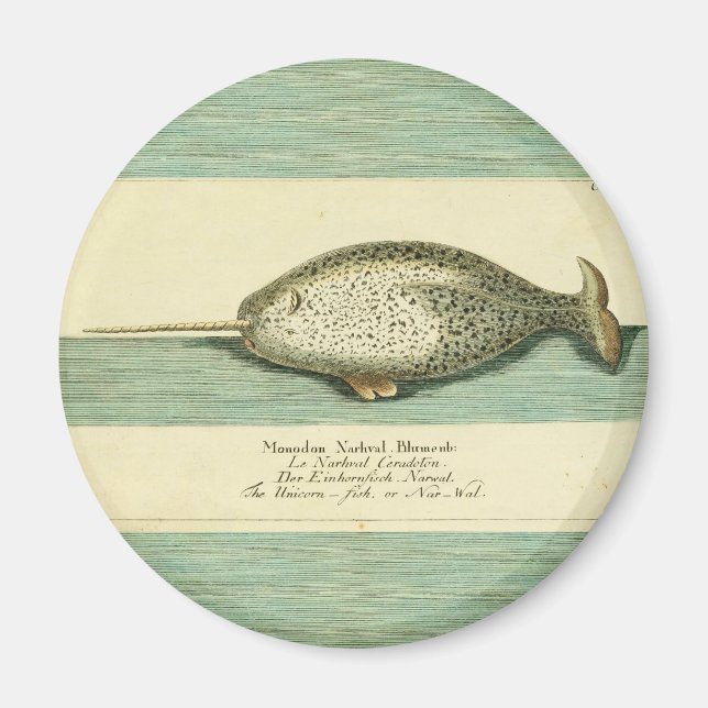 Narwhal Antique Whale Watercolor Scientific Art Magnet (Front)