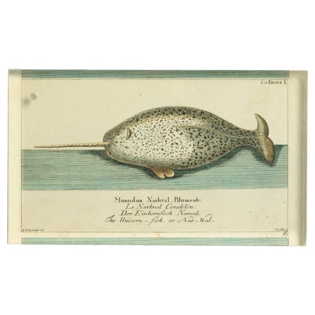 Narwhal Antique Whale Watercolor Scientific Art Place Card Holder (Front)