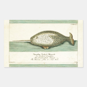 Narwhal Antique Whale Watercolor Scientific Art Rectangular Sticker