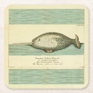 Narwhal Antique Whale Watercolor Scientific Art Square Paper Coaster