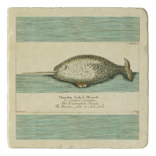 Narwhal Antique Whale Watercolor Scientific Art Trivet