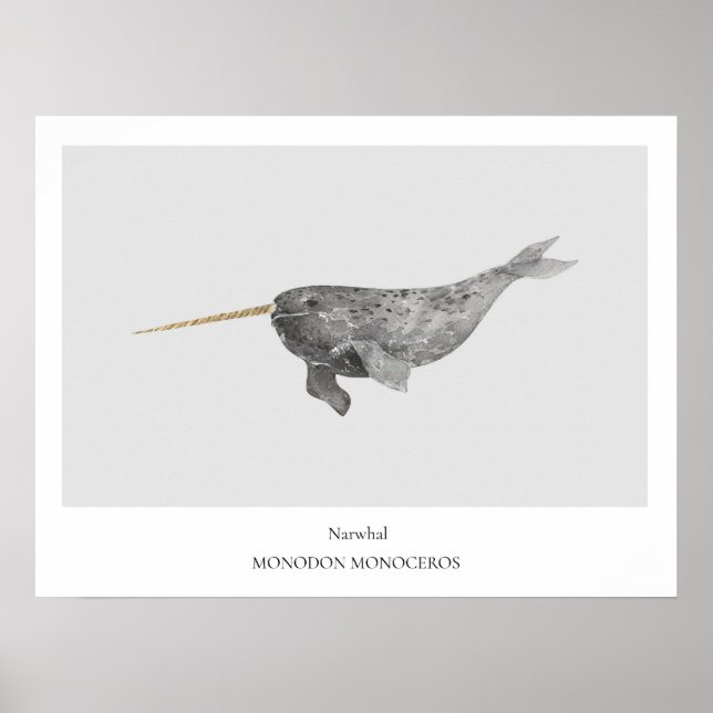 Narwhal Natural History Poster (Front)