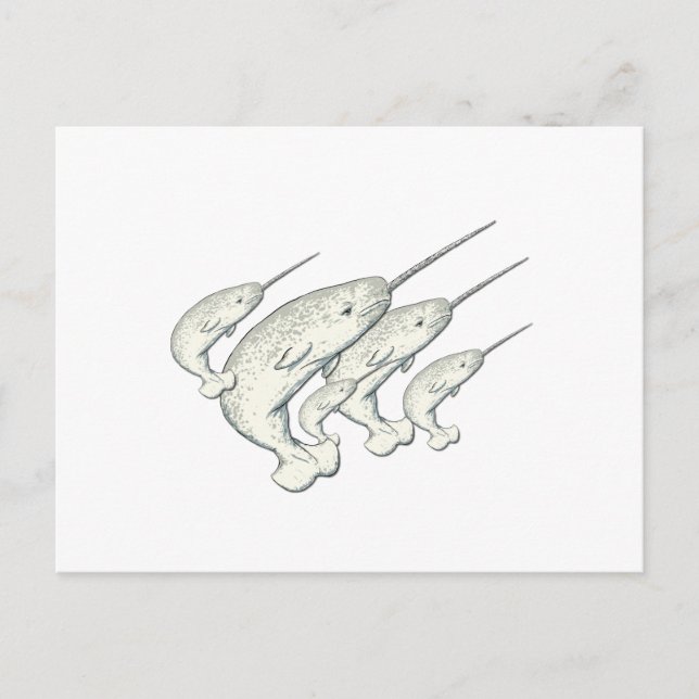 narwhals postcard (Front)