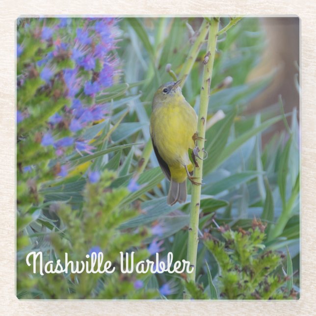 Nashville Warbler Glass Coaster (Front)