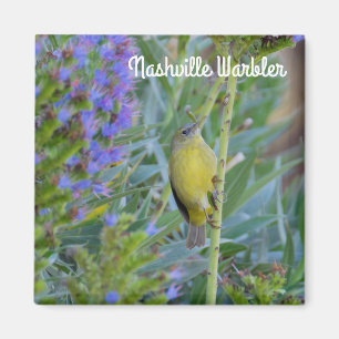 Nashville Warbler Magnet
