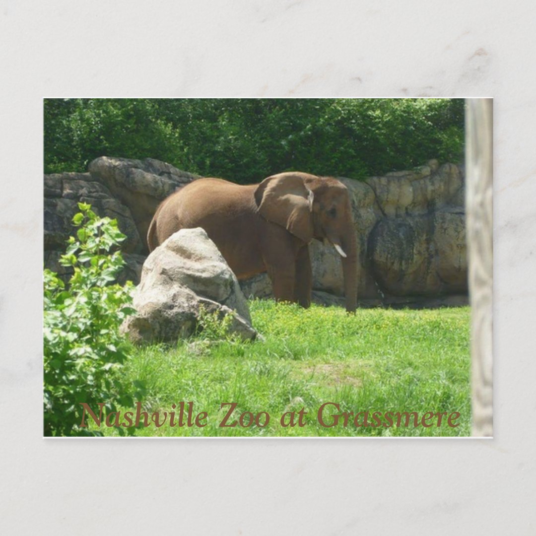Nashville Zoo Postcard Zazzle