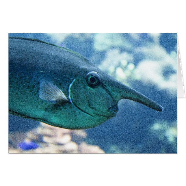 Naso brevirostris cards (Front Horizontal)