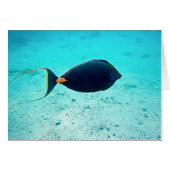 Naso Tang (Front Horizontal)