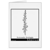 Nasticreechia Krorluppia. (Front)