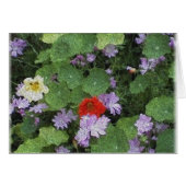 nastursuim (Front Horizontal)