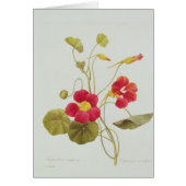 Nasturtium (Front)