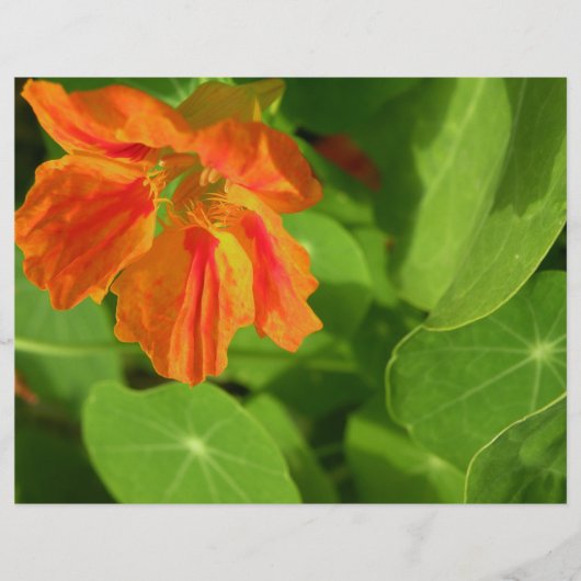 Nasturtium (Front)
