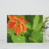 Nasturtium (Standing Front)