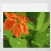 Nasturtium (Front/Back)