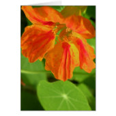 Nasturtium (Front)