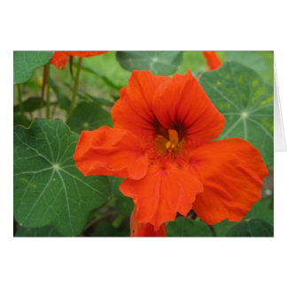 Nasturtium Cards