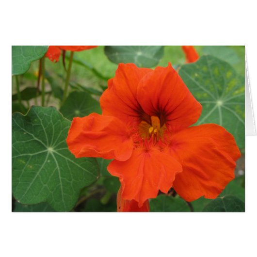 Nasturtium Cards (Front Horizontal)