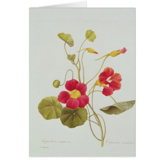 Nasturtium Cards (Front)