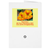 Nasturtium Cards (Back)