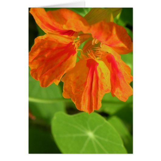 Nasturtium Cards (Front)