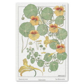 Nasturtium, Eugene Grassat's Botany Series Tissue Paper