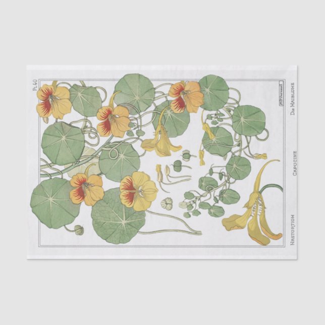 Nasturtium, Eugene Grassat's Botany Series Tissue Paper (Front)