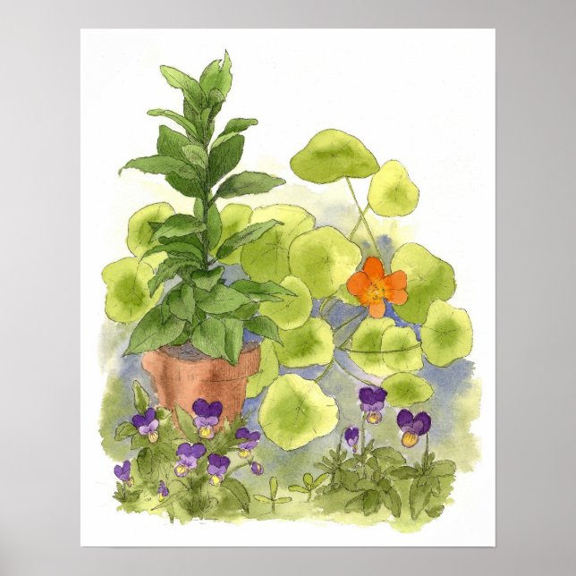 Nasturtium Flower Bay Tree Herbs Watercolor Art Poster (Front)