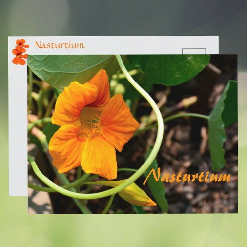 Nasturtium Flower Photographic Botanical Postcard