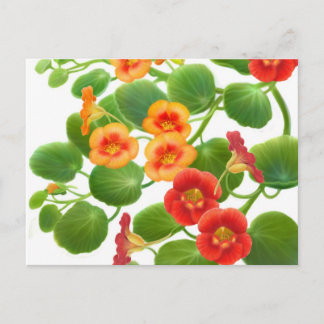 Nasturtium Flowers Postcard