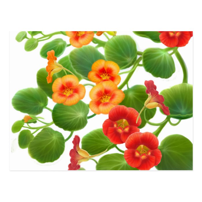 Nasturtium Flowers Postcard