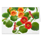 Nasturtium Garden Vines Card (Front Horizontal)