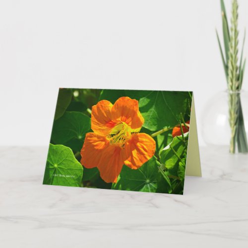 Nasturtium in orange card