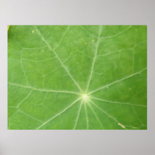 Nasturtium Leaf Print