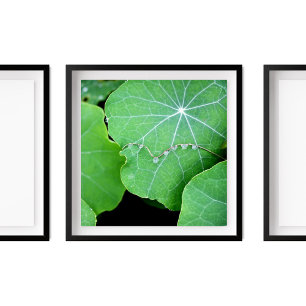 Nasturtium Leaves Pearl Water Drops Photography Poster