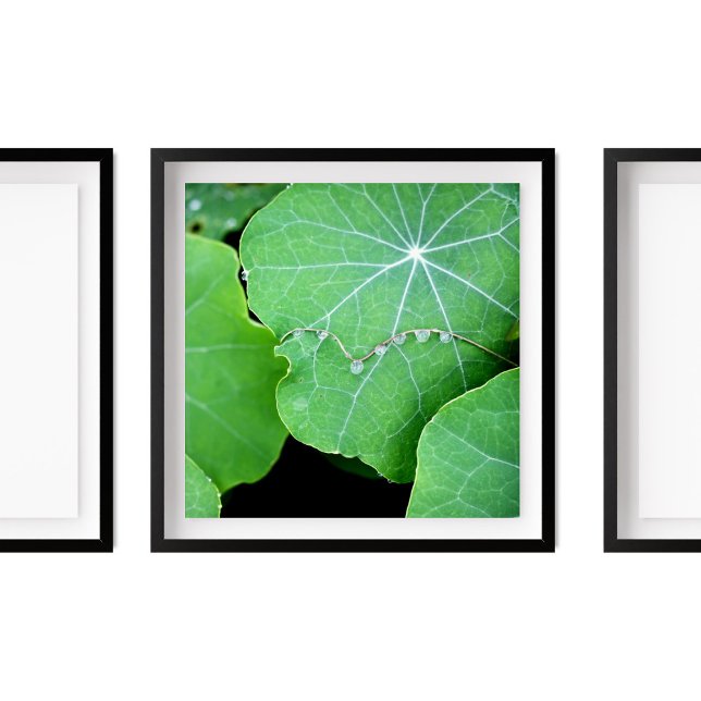 Nasturtium Leaves Pearl Water Drops Photography Poster (Creator Uploaded)
