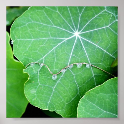 Nasturtium Leaves with Water Drops Poster