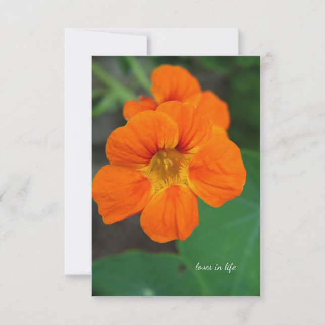 Nasturtium  note card (Front)