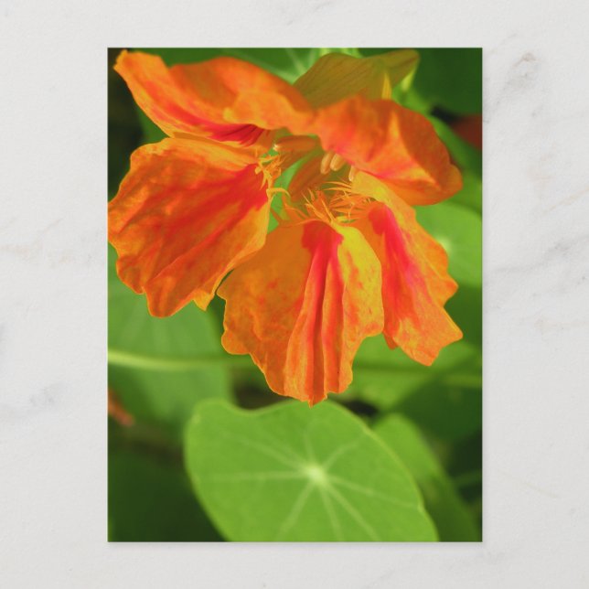Nasturtium Postcard (Front)
