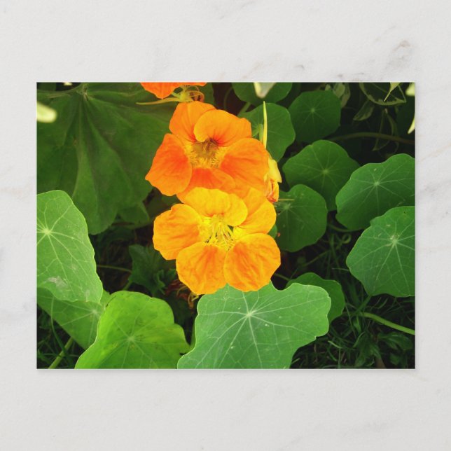 Nasturtium Postcard (Front)