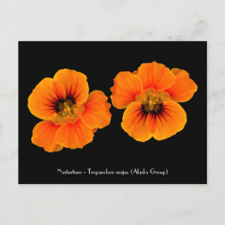 Nasturtium - Tropaeolum majus Postcard