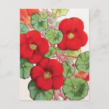 "nasturtium" Vintage Flower Illustration Postcard by PrimeVintage at Zazzle