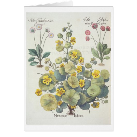 Nasturtiums and Daisies: 1.Nasturtium Indicum; 2.B (Front)