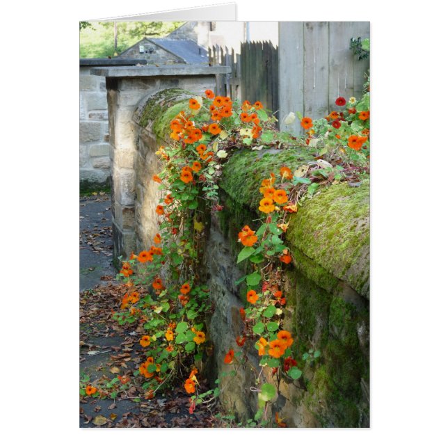 Nasturtiums on a Wall, England Cards (Front)