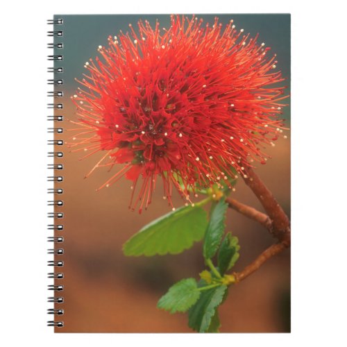 Natal Bottlebrush Greyia Sutherlandii Flower Notebook