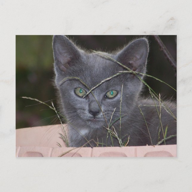Natasha Hiding Postcard (Front)